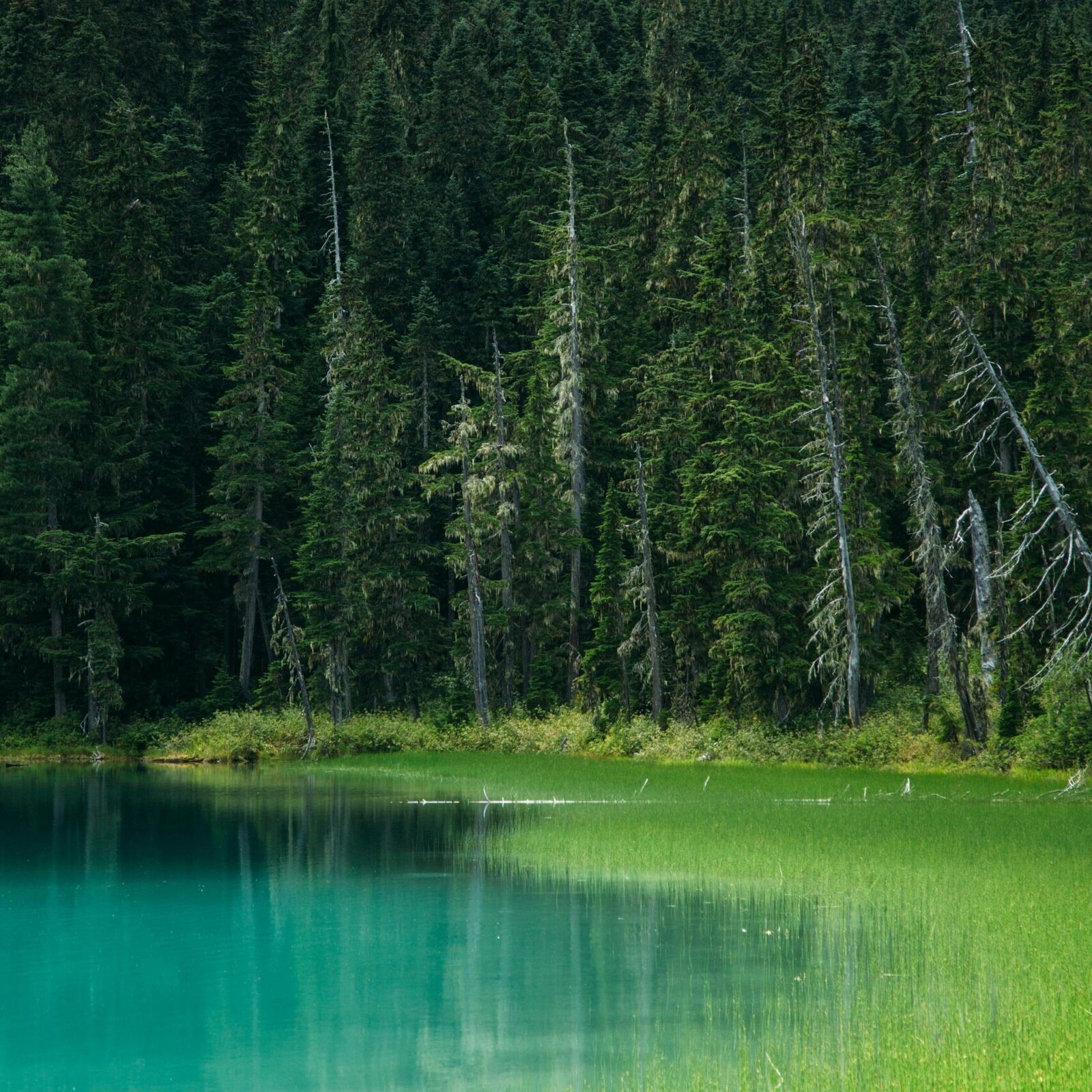 forest and body of water